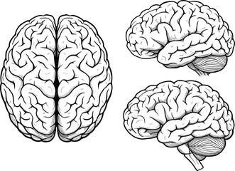 Human brain vector set, three anatomical illustrations in top and side views with visible brainstem, black science graphic on white background, isolated artwork for stock