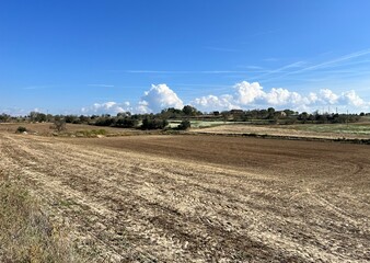 Plowed field and trees
