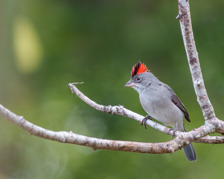 Tico tico rei cinza (Coryphospingus pileatus) olhando de lado com o topete aberto
