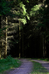 Stillness threads through vertical giants. Moss remembers every step. A hidden clearing glows like...