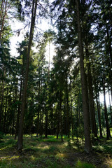 Sunlight piercing through dense forest trunks, creating rays and light spots on forest floor, tall trees with textured bark, serene natural woodland atmosphere.

