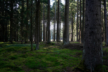 Obraz premium Stillness threads through vertical giants. Moss remembers every step. A hidden clearing glows like memory. The forest does not speak it listens.