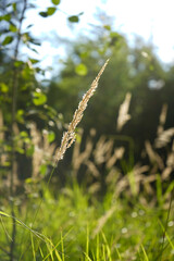 Sunlit grass blades close-up, forest background, warm light, green nature, peaceful morning, detailed plants, soft focus, natural texture, calm atmosphere, fresh growth.

