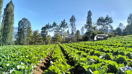 cabbage vegetable plant on pine wood background with blue sky