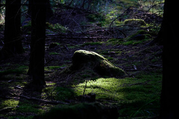 Dense forest path, mossy ground, sunlight rays, tall pine trees. Green leaves, forest shadows,...