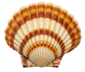 A scallop seashell with brown and white striped patterns, species Pecten jacobaeus, on transparent PNG