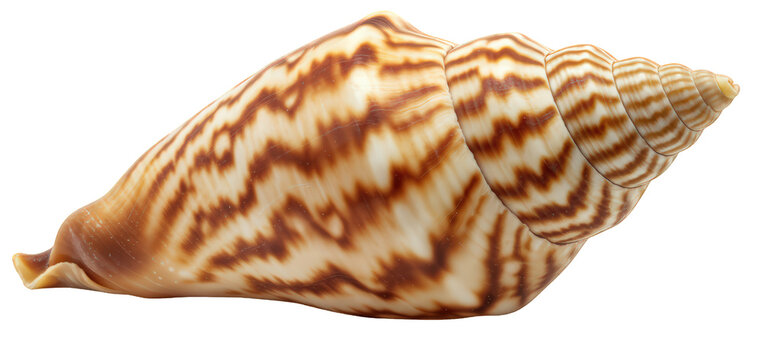 A spiraled cone shell with brown zigzag patterns, species Conus textile, on transparent PNG.