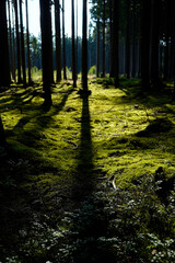Fototapeta premium Sunlight through trees. Tall pine trunks. Green mossy forest floor. Peaceful natural woodland. Bright light shadows.
