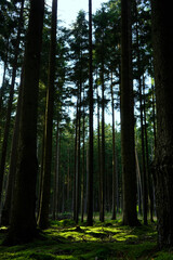 Sunlight through trees. Tall pine trunks. Green mossy forest floor. Peaceful natural woodland. Bright light shadows.

