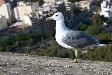 mewa ptak z bliska oko dziub patrzy © Miroslaw