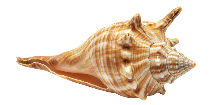 A spiky brown and white sea shell with stripes, species Strombus pugilis, on transparent PNG