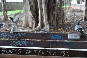 gołębie siedzą na miejskiej ławce drzewo w tle © Miroslaw