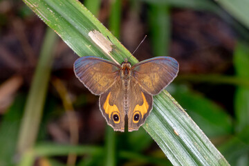 Brown Ringlet Butterfly With Open Wings on Green Leaf