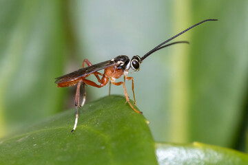 Orange and Black Parasitic Wasp Perched on Green Leaf