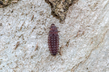 Armoured Beetle Larva Crawling on Bark Surface