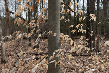 Autumn/Winter Dormancy in Forest Trees