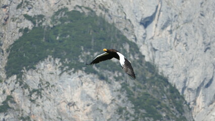eagle in flight