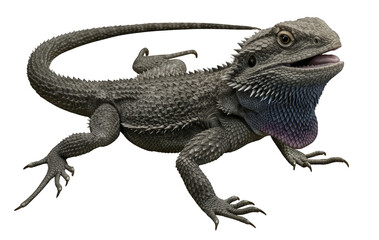 Naklejka premium A transparent PNG of a Pogona vitticeps, a bearded dragon, with open mouth