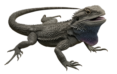 A transparent PNG of a Pogona vitticeps, a bearded dragon, with open mouth