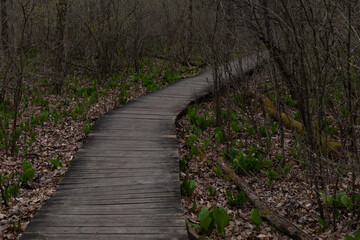 Obraz premium Serene Walkway Through Spring Forest