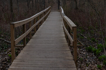 Boardwalk Through Awakening Forest