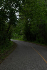 Serene Journey Through Verdant Forest