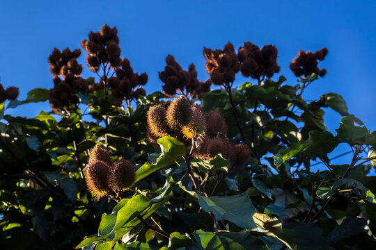 Achiote (Bixa orellana) is a large shrub or small tree produces spiny red fruits popularly called "urucum" has been used by native communities in Brazil, on filed in Sao Paulo state