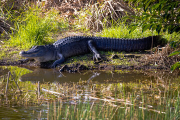 Alligator resting on a muddy embankment