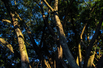 Fototapeta premium Beautiful Ficus Elastica tree in Brazil. Colorful leaves of tree on the warm sunny day. It is a large tree in the banyan group of figs. The strong and irregular trunk. It has broad shiny oval leaves