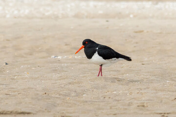 Pied Oystercatcher Standing on Sandy Beach