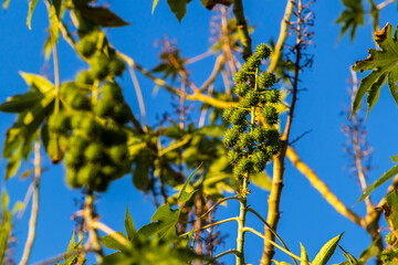 Castor beans plant on field in Brazi Ricinus communis seeds