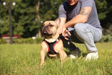 Man with his cute French bulldog in park, closeup