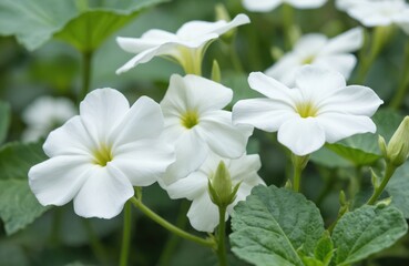 Fototapeta premium Close-up of white Gotu Kola flowers, also known as Brahmi, medicinal herb from India used in Ayurveda. Nootropic plant promotes health, energy, biohacking. Popular ingredient in natural remedies for