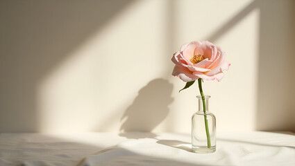 Single pink rose in a vase, bathed in soft, gentle light. Serene and delicate floral composition.