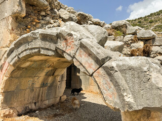 Ruins of ancient stone arch with dogs exploring at archaeological site during daytime