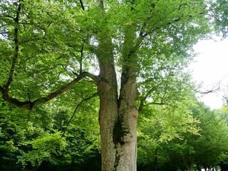 Vieil arbre dans un parc verdoyant – Château de Cheverny, Ancient tree in a lush park – Cheverny Castle