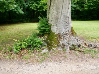 Vieil arbre dans un parc verdoyant – Château de Cheverny, Ancient tree in a lush park – Cheverny Castle