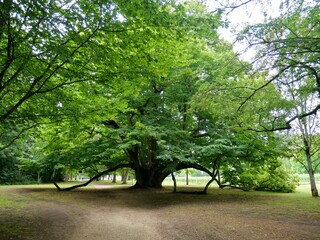 Vieil arbre majestueux dans le parc du Château de Cheverny, Majestic old tree in the park of Cheverny Castle
