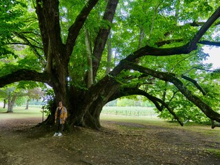 Vieil arbre dans un parc verdoyant – Château de Cheverny, Ancient tree in a lush park – Cheverny Castle