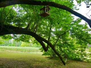 Mangeoire à oiseaux en bois suspendue à un arbre majestueux, avec un vignoble en arrière-plan.