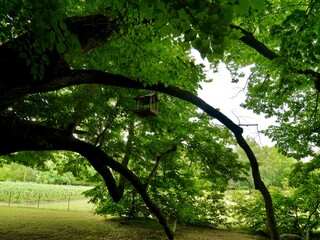 Vieil arbre majestueux dans le parc du Château de Cheverny, Majestic old tree in the park of Cheverny Castle
