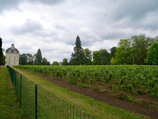 Paysage de vignoble avec des rangées de vignes vertes au début de l'été.