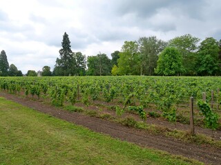Paysage de vignoble avec des rangées de vignes vertes au début de l'été.
