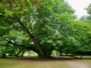 Vieil arbre majestueux dans le parc du Château de Cheverny, Majestic old tree in the park of Cheverny Castle