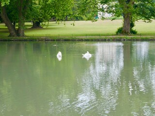Couple de cygnes blancs nageant sur un lac dans un parc verdoyant.