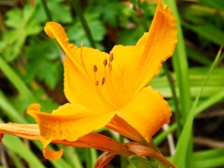 Lys jaune éclatant – Bright Yellow Lily
