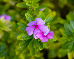 Close‑up of a pink Madagascar periwinkle bloom covered in dew, surrounded by glossy green leaves...