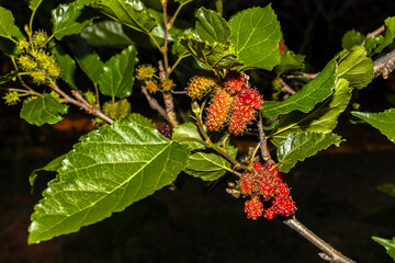 Close up of black mulberry berries (Morus nigra) ripen on a tree branch in Brazil. Selective focus