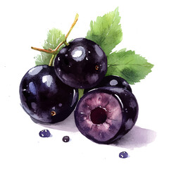 My Watercolor hand-painted sliced Blackcurrant painting illustration isolated on a white background, vector illustration, AI painting design, EPS format design. vector illustration