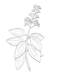 Drawing sketch style illustration of Cinnamomum verum or cinnamon, an evergreen tree belonging to the family Lauraceae used as spice herb done in black and white line art on isolated background. 